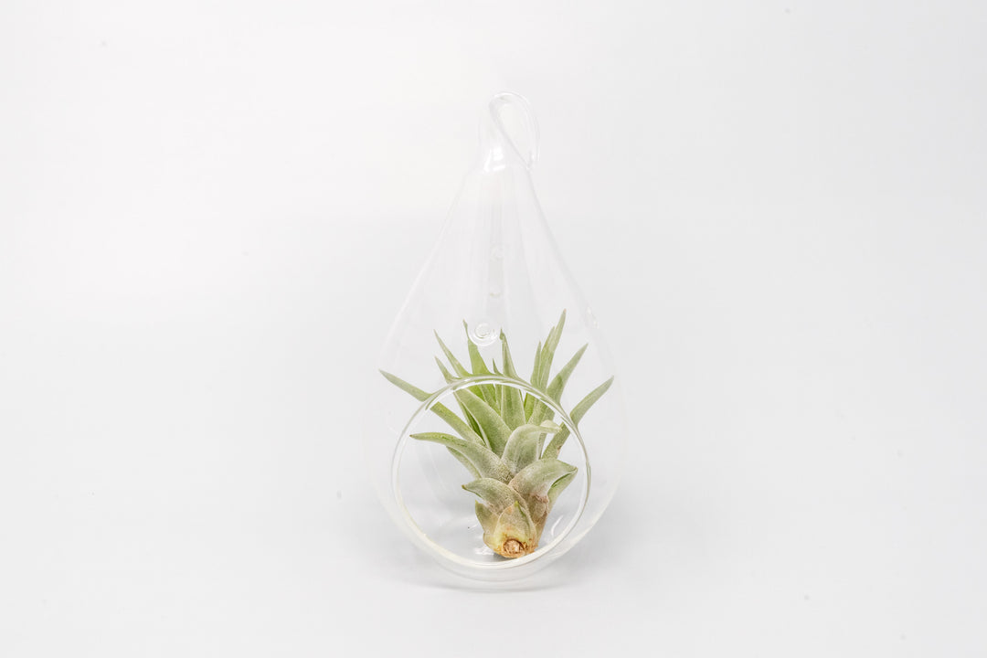 Wholesale - Minimalist Terrarium in a Glass Teardrop - Choose Your Custom Tillandsia Air Plant
