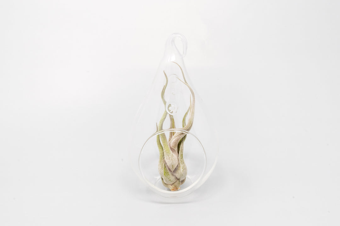Wholesale - Minimalist Terrarium in a Glass Teardrop - Choose Your Custom Tillandsia Air Plant