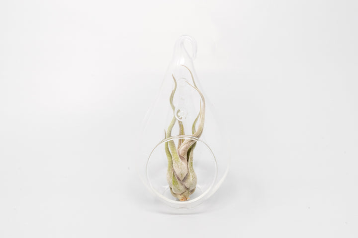 Wholesale - Minimalist Terrarium in a Glass Teardrop - Choose Your Custom Tillandsia Air Plant