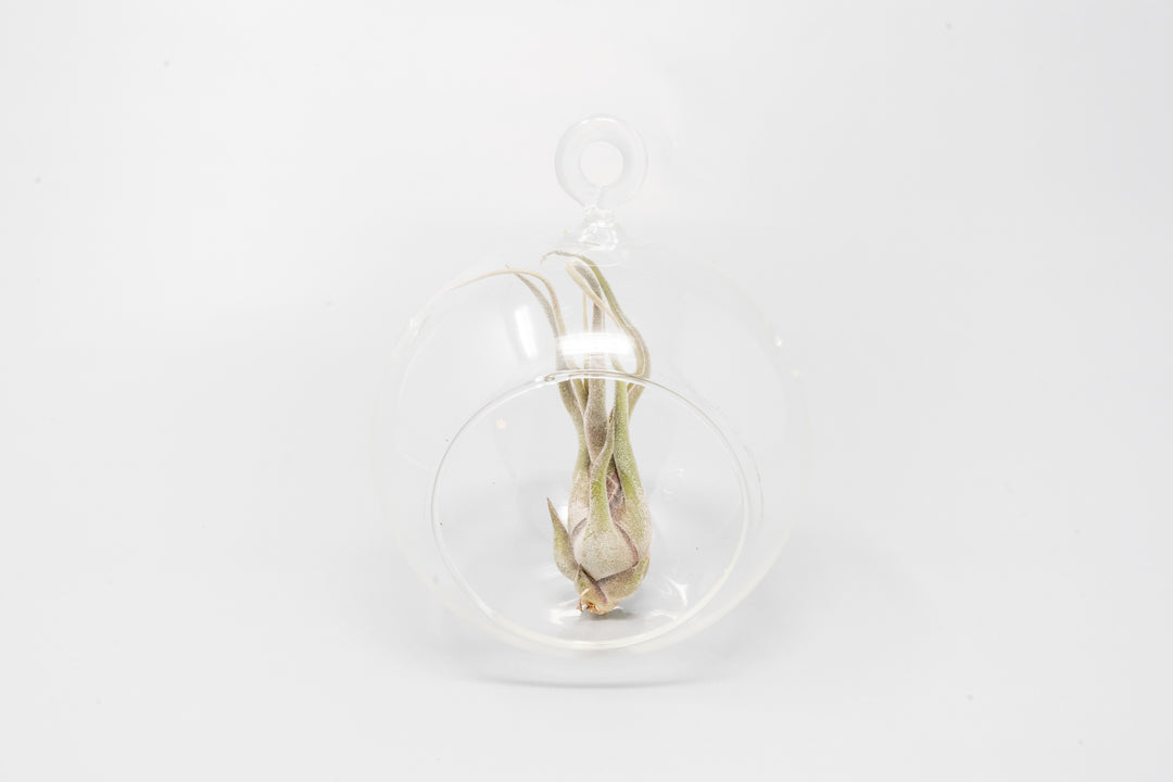 Wholesale - Minimalist Terrarium in Flat Bottom Globe - Choose Your Custom Tillandsia Air Plant