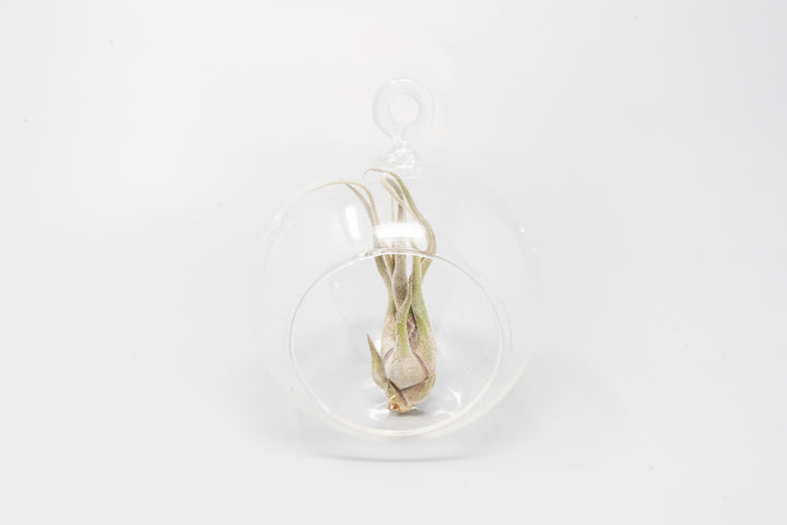 flat bottom glass globe terrarium with tillandsia caput medusae air plant