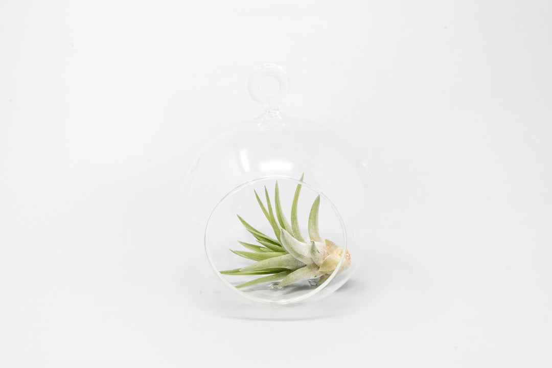 Wholesale - Minimalist Terrarium in Flat Bottom Globe - Choose Your Custom Tillandsia Air Plant
