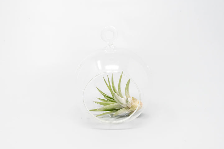 Wholesale - Minimalist Terrarium in Flat Bottom Globe - Choose Your Custom Tillandsia Air Plant