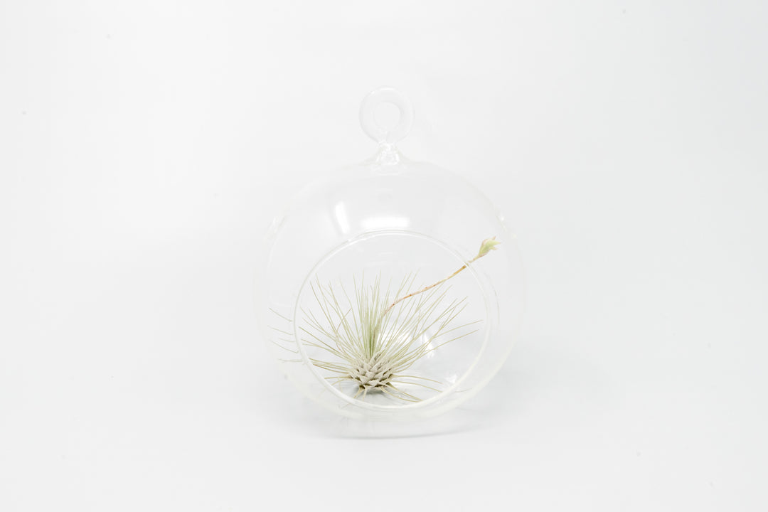 Wholesale - Minimalist Terrarium in Flat Bottom Globe - Choose Your Custom Tillandsia Air Plant