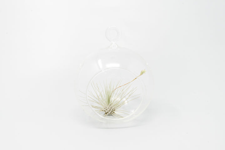 Wholesale - Minimalist Terrarium in Flat Bottom Globe - Choose Your Custom Tillandsia Air Plant