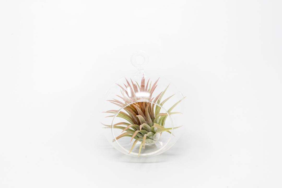 flat bottom glass globe terrarium with tillandsia ionantha guatemala air plant