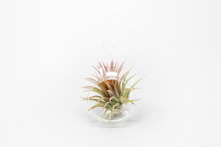 flat bottom glass globe terrarium with tillandsia ionantha guatemala air plant