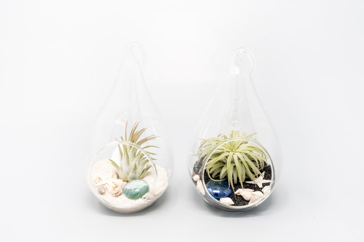 two teardrop shaped glass terrariums with beach kits and tillandsia ionantha air plants