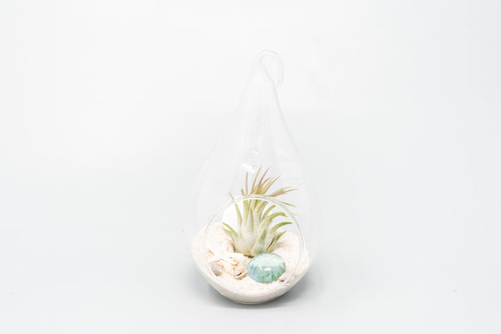 teardrop shaped glass terrarium with white sand, sea life and tillandsia ionantha air plant