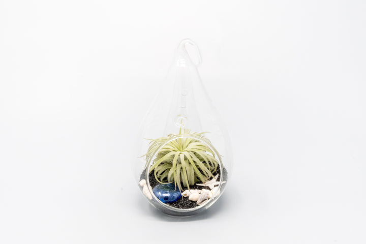Wholesale - Black Beach Terrariums with Teardrop Glass