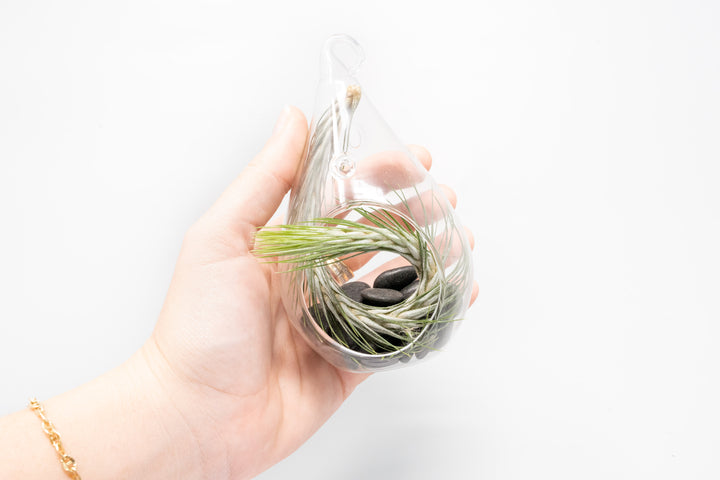 Wholesale - Funky Teardrop Terrariums with Tillandsia Air Plants & Black Stones