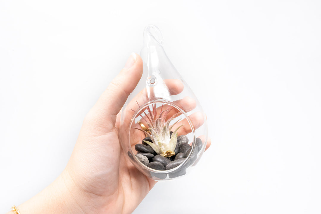 Wholesale - Teardrop Terrariums with Tillandsia Ionantha & Black Stones