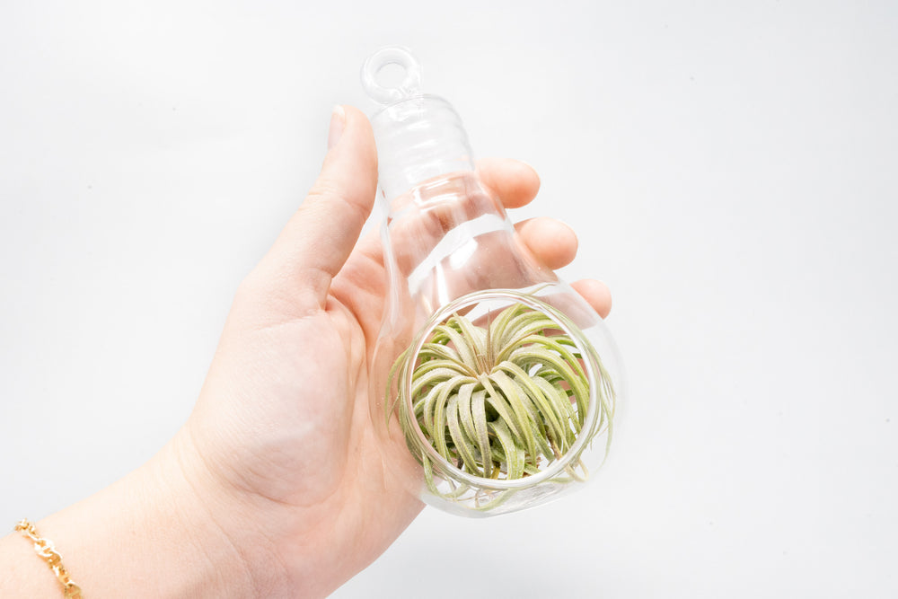 Hanging Light Bulb Terrarium with Flat Bottom containing Tillandsia Ionantha Guatemala Air Plant