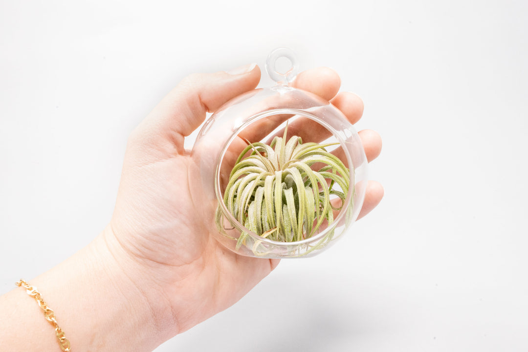 Wholesale - Mini Hanging Flat Bottom Glass Terrariums with Assorted Tillandsia Air Plants