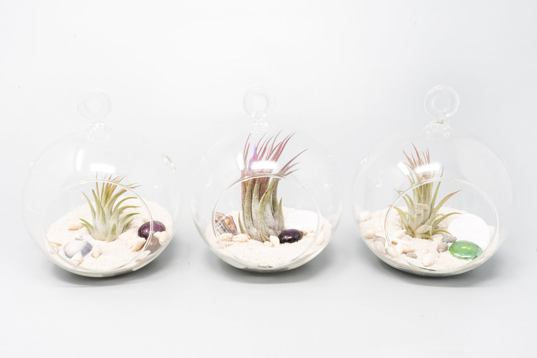 Wholesale - White Beach Terrariums With Flat Bottom