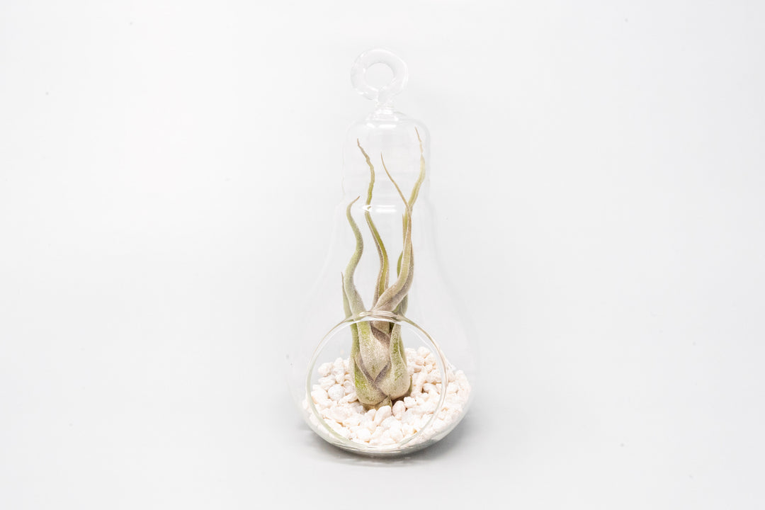 Wholesale - Hanging Light Bulb Terrarium with Crushed White Stones and Assorted Tillandsia Air Plant