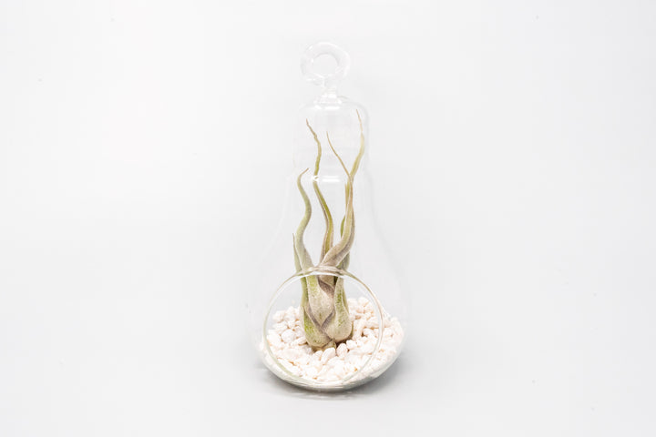 Wholesale - Hanging Light Bulb Terrarium with Crushed White Stones and Assorted Tillandsia Air Plant