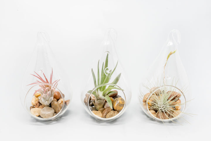Wholesale - Airy Teardrop Terrariums with, Riverstones & Tillandsia Air Plants