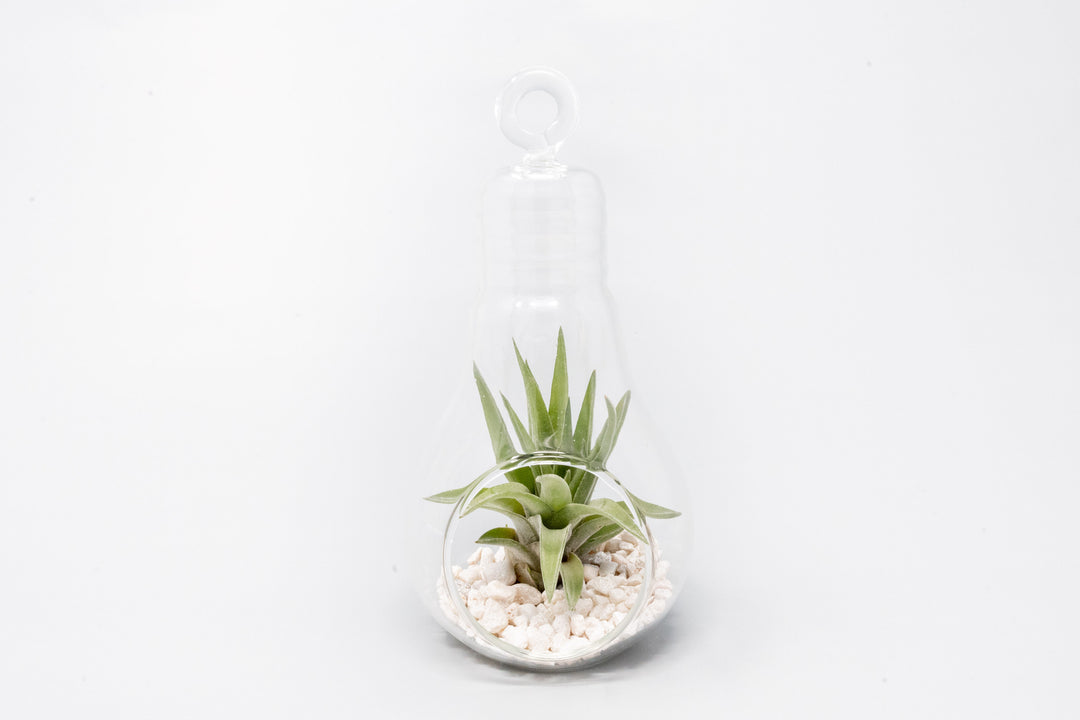 Wholesale - Hanging Light Bulb Terrarium with Crushed White Stones and Assorted Tillandsia Air Plant