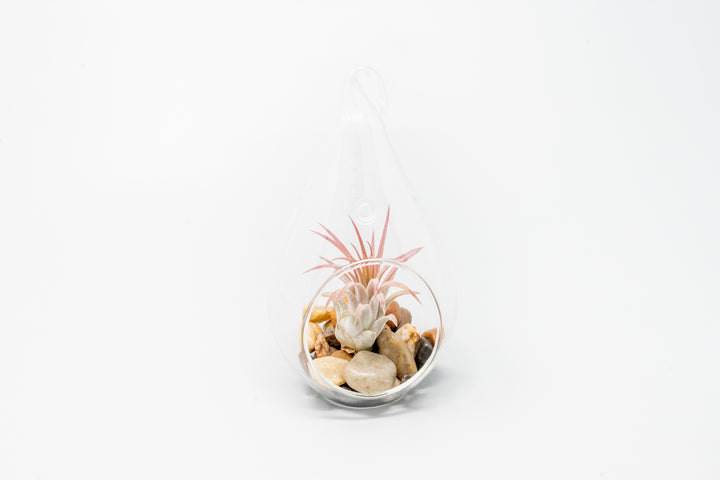 Wholesale - Airy Teardrop Terrariums with, Riverstones & Tillandsia Air Plants