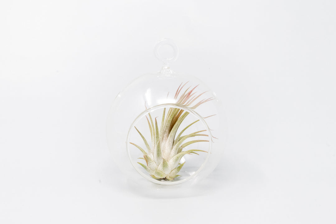 Wholesale - Mini Hanging Flat Bottom Glass Terrariums with Assorted Tillandsia Air Plants