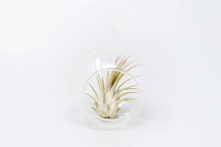 Wholesale - Mini Hanging Flat Bottom Glass Terrariums with Assorted Tillandsia Air Plants