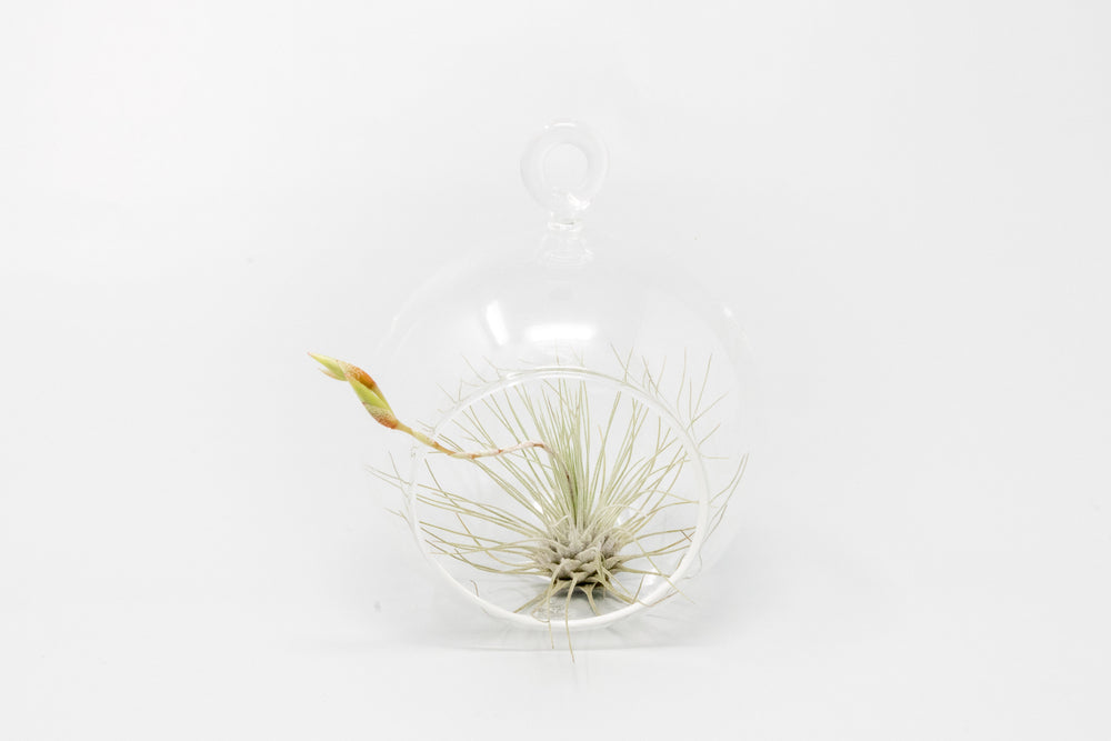 mini glass globe terrarium with tillandsia argentea thin air plant