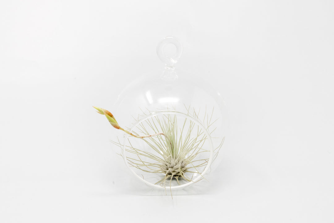 mini glass globe terrarium with tillandsia argentea thin air plant