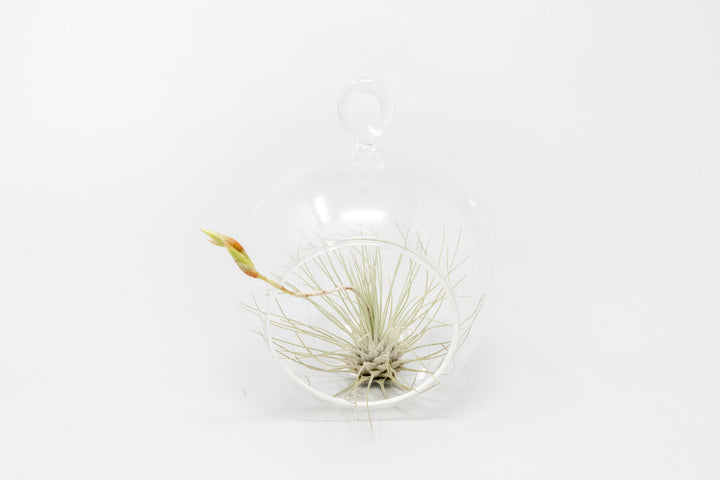Wholesale - Mini Hanging Flat Bottom Glass Terrariums with Assorted Tillandsia Air Plants