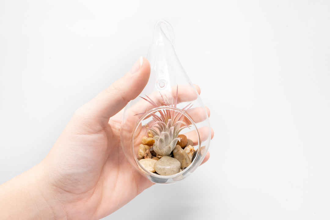 Wholesale - Airy Teardrop Terrariums with, Riverstones & Tillandsia Air Plants