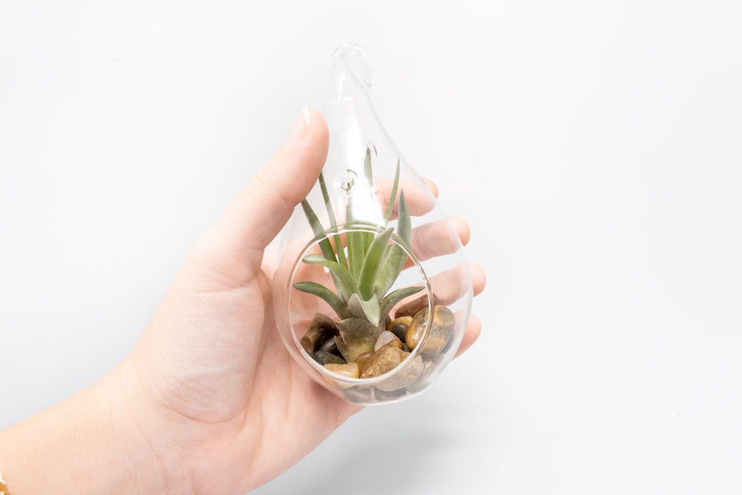 Wholesale - Airy Teardrop Terrariums with, Riverstones & Tillandsia Air Plants