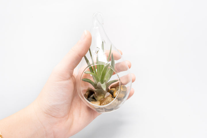Wholesale - Airy Teardrop Terrariums with, Riverstones & Tillandsia Air Plants