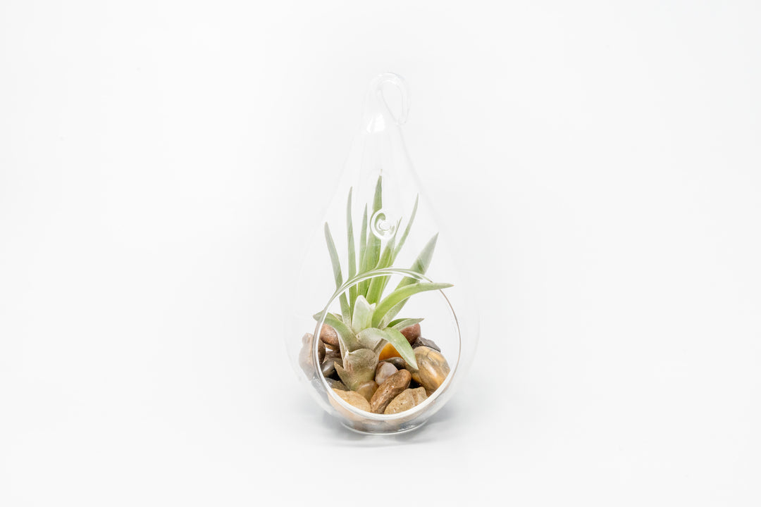 Wholesale - Airy Teardrop Terrariums with, Riverstones & Tillandsia Air Plants