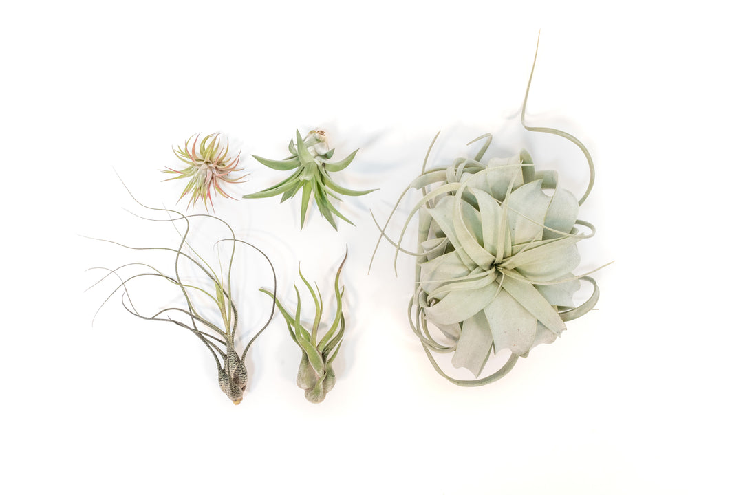 Tillandsia xerographica, ionantha guatemala, velutina, caput medusae and butzii air plants