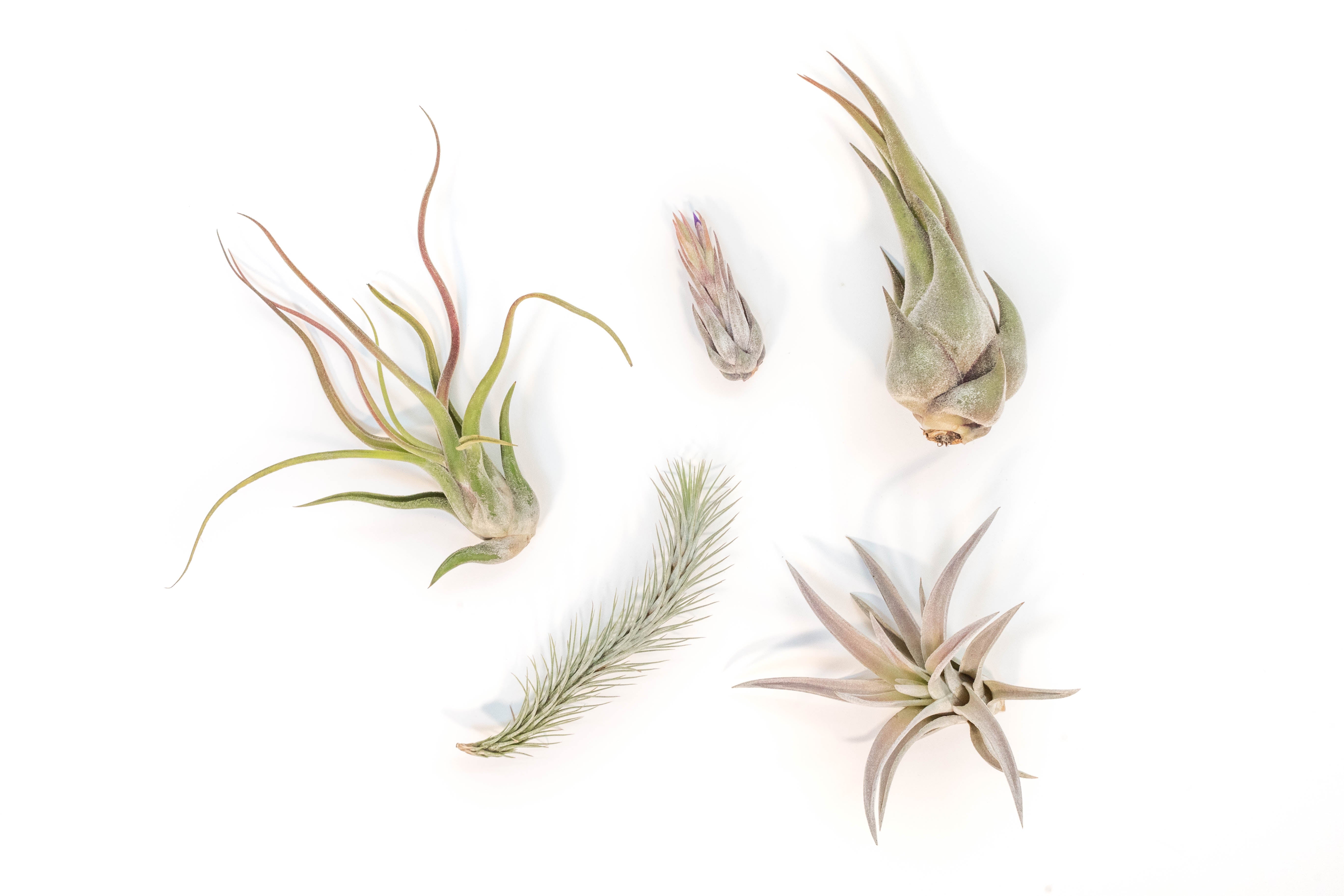 The Mayan Collection of Tillandsia Air Plants
