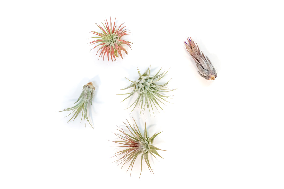 five assorted tillandsia ionantha air plants'