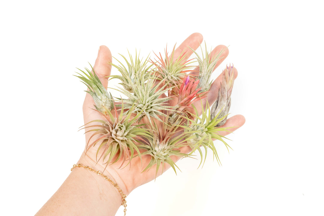 hand holding ten assorted tillandsia ionantha air plants