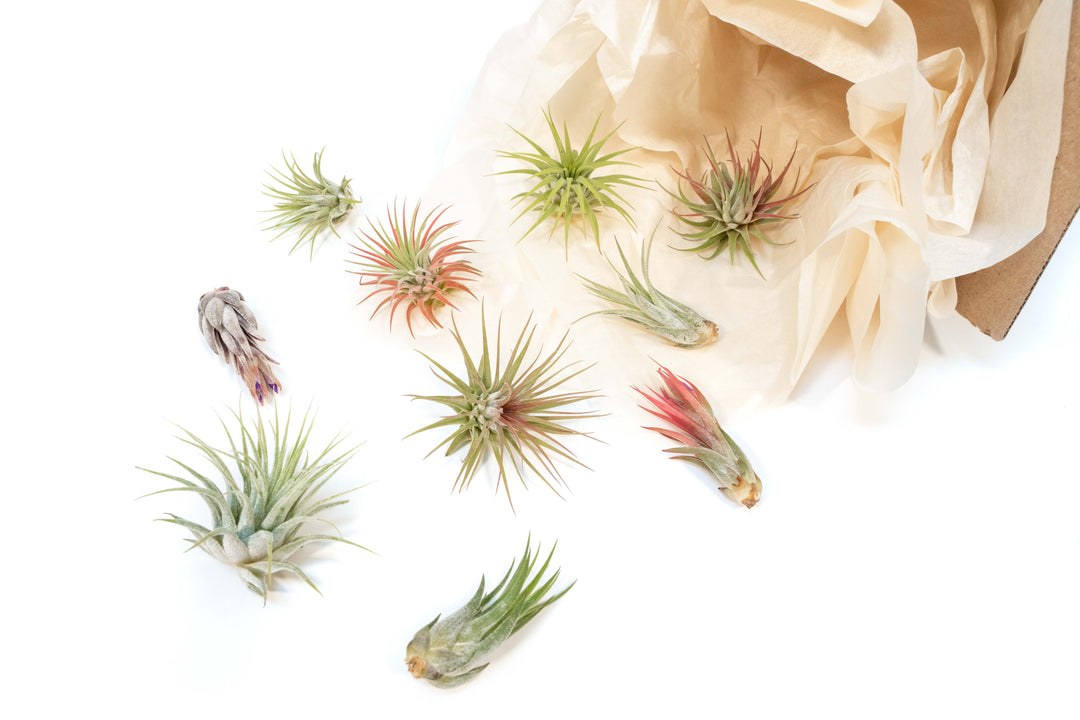 Wholesale Special Air Plants - Mini Tillandsia Ionantha Air Plant Pups
