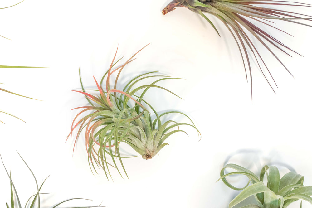 pink blusing tillandsia victoriana air plant