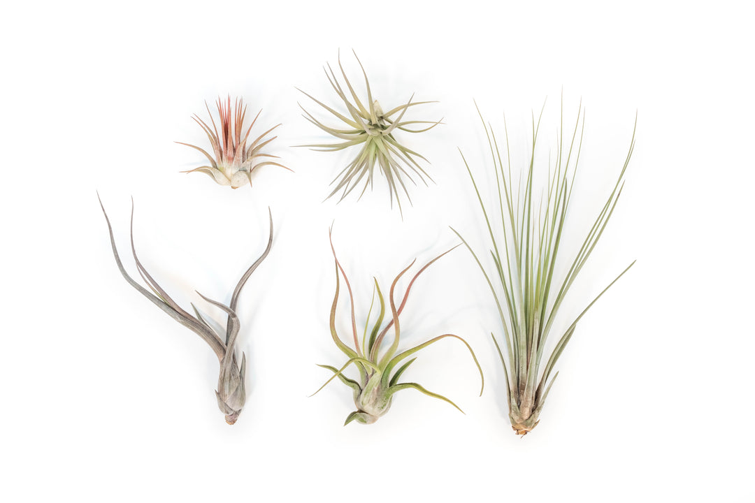 tillandsia baileyi, ionantha guatemala, tenuifolia, caput medusea and juncea air plants