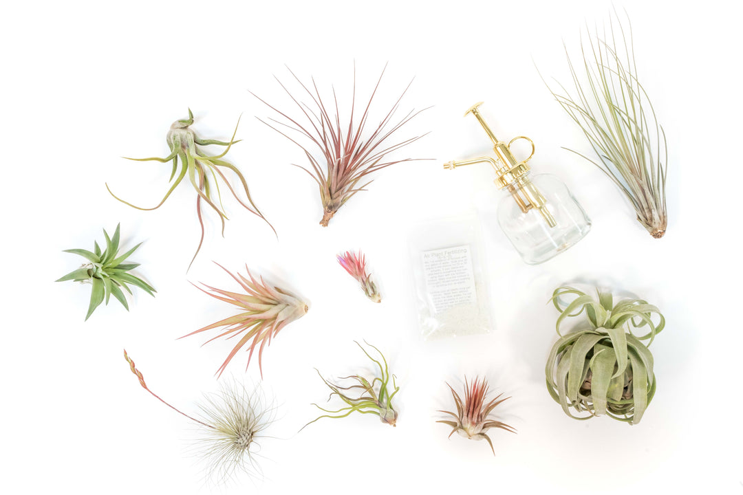assorted tillandsia air plants, glass mister and fertilizer concentrate