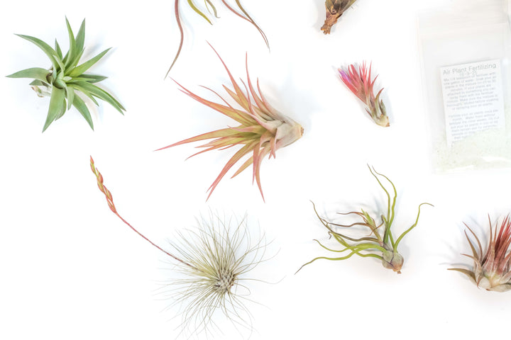 assorted blushing and blooming tillandsia air plants and concentrated fertilizer