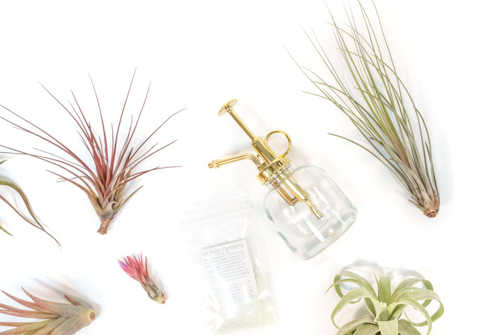 assorted blushing and blooming tillandsia air plants, glass mister and fertilizer concentrate