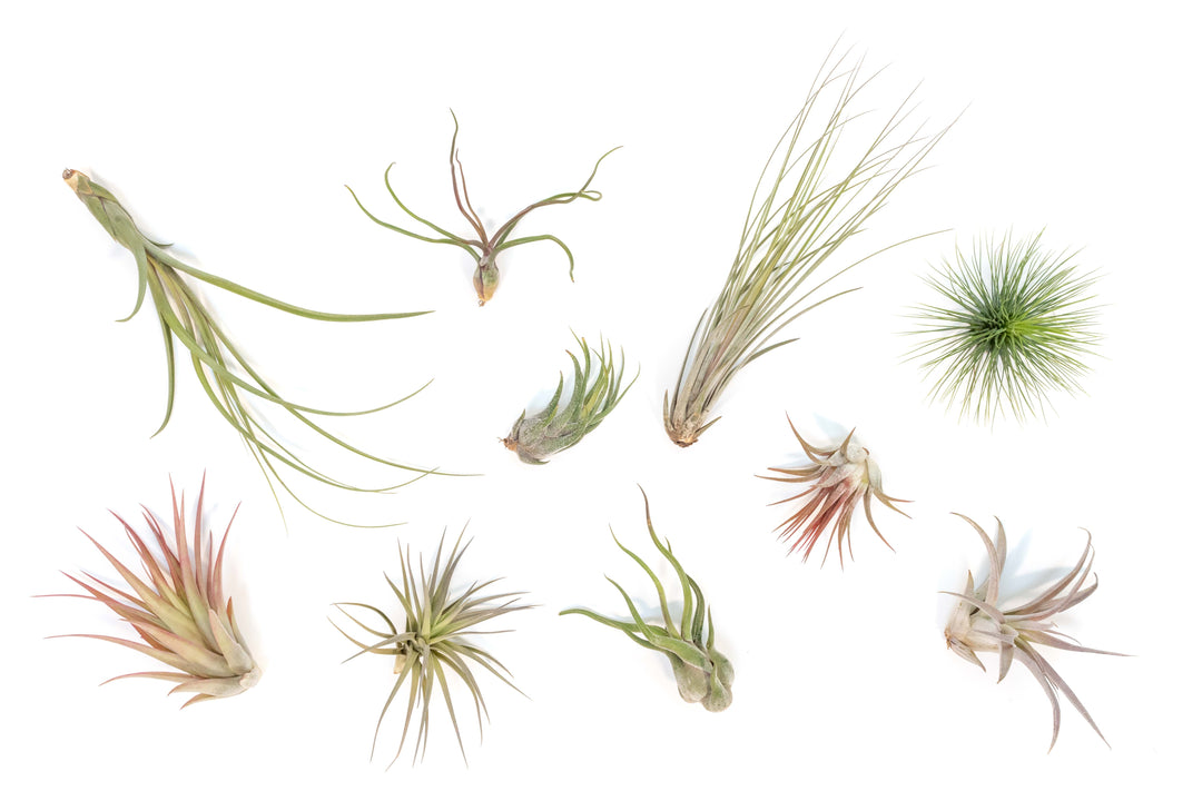 Wholesale - Tillandsia Grab Bag Variety of Small and Medium Air Plants
