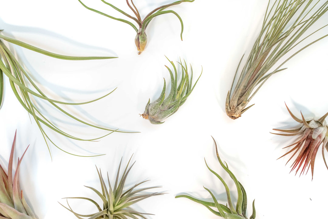 assorted tillandsia air plants