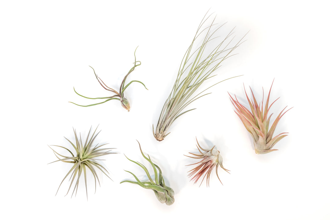 assorted tillandsia air plants