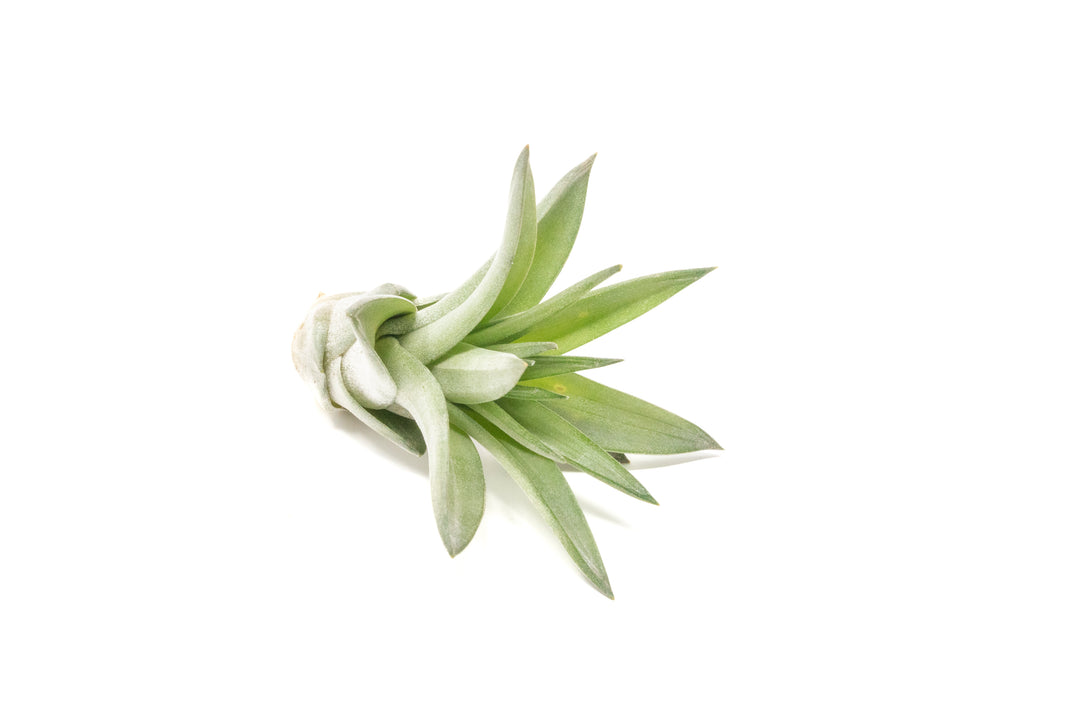 Tillandsia velutina air plant