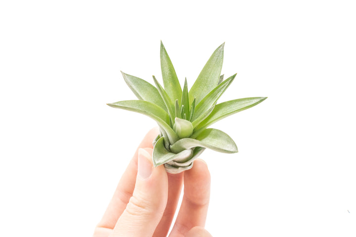 hand holding a tillandsia velutina air plant
