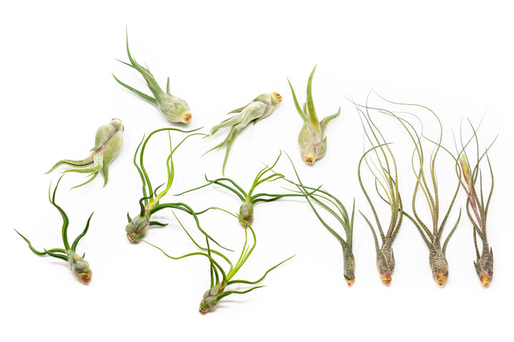 four of each, tillandsia caput medusae, tillandsia butzii and tillandsia bulbosa guatemala air plants
