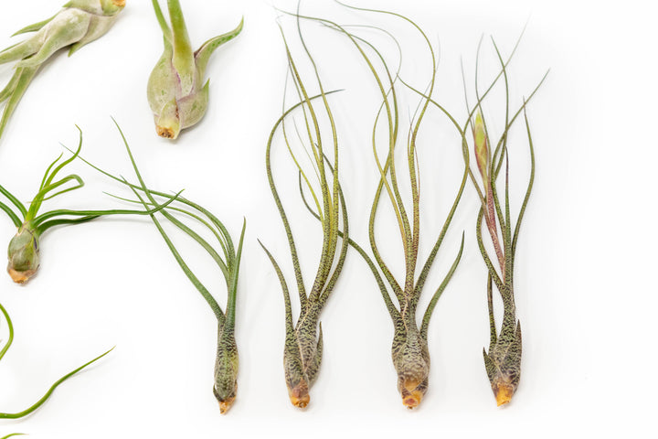 Wholesale - The Wild Things Collection of Tillandsia Air Plants